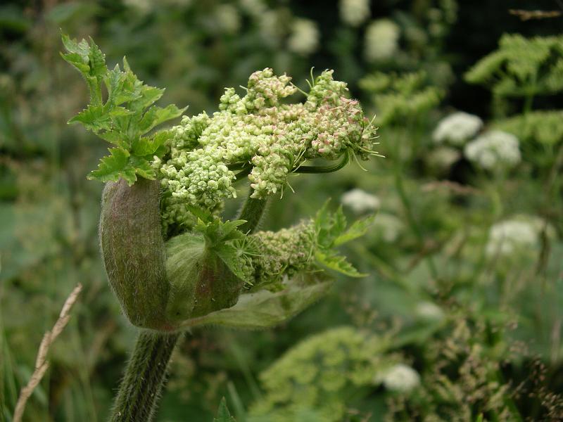 Flora 36.jpg